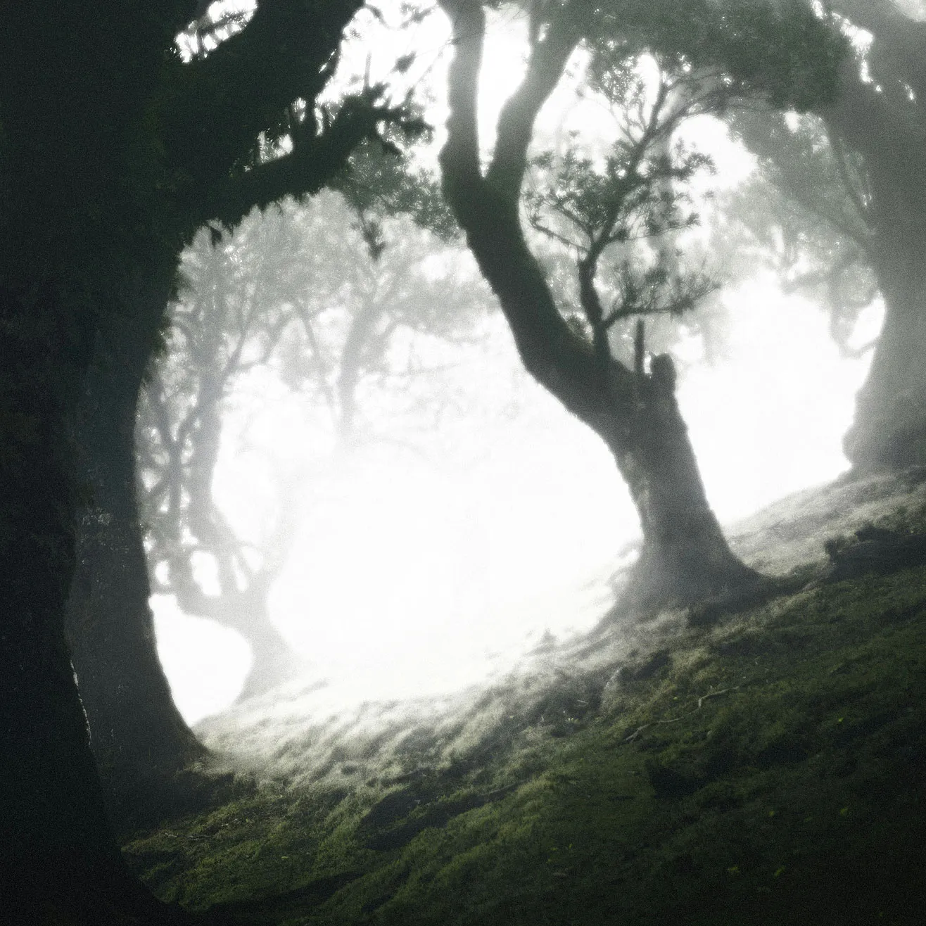 Image de forêt mystique