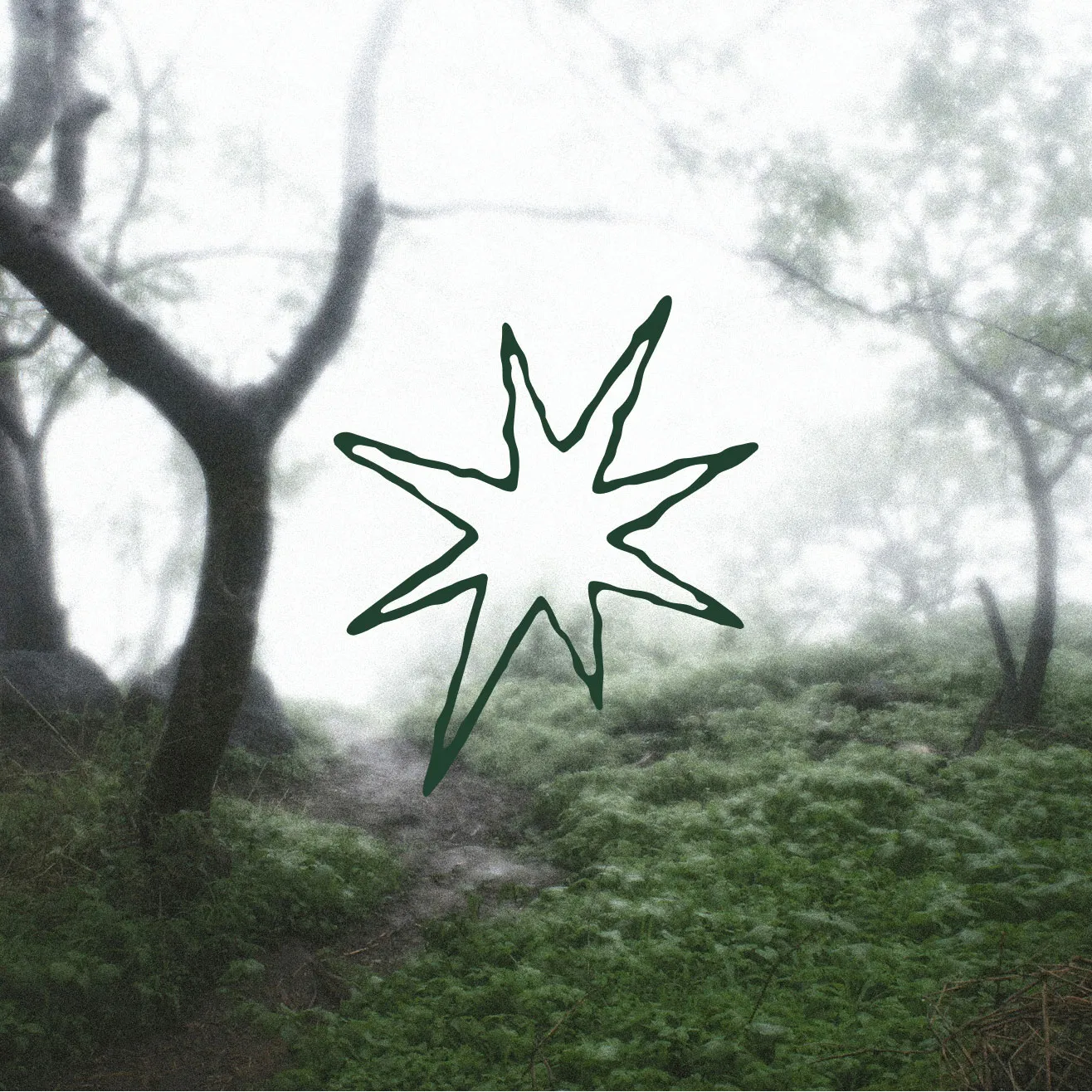 Logo dans sa version étoile sur une omage de forêt